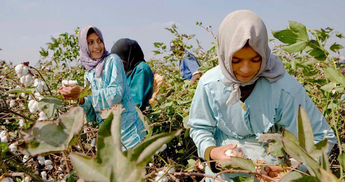 story cotton picking egypt